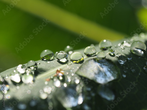Traumhaft romantische Aufnahme von Regentropfen auf einer Pflanze nach einem Regenschauer