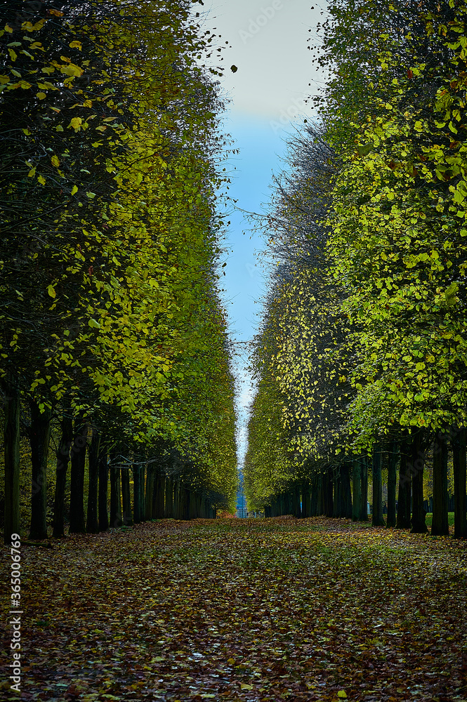 Naklejka premium autumn in the park