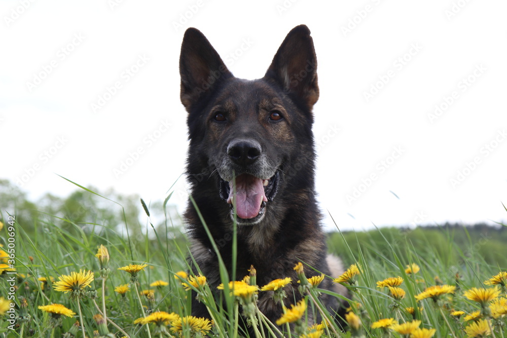 Deutscher Schäferhund in der Löwenzahnwiese