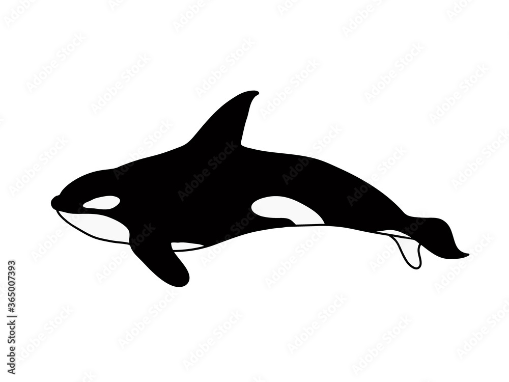 Fototapeta premium Orca whale vector illustration, isolated on white background.
