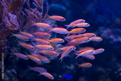 Fotografie An organized shoal of Pseudanthias fishes