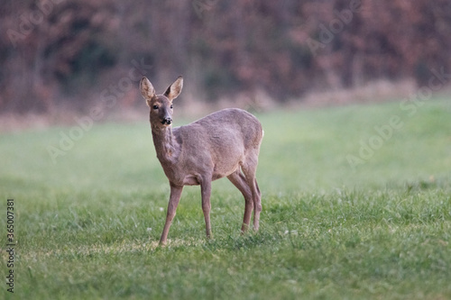 Reh am Waldrand © Manuel Stockenreiter