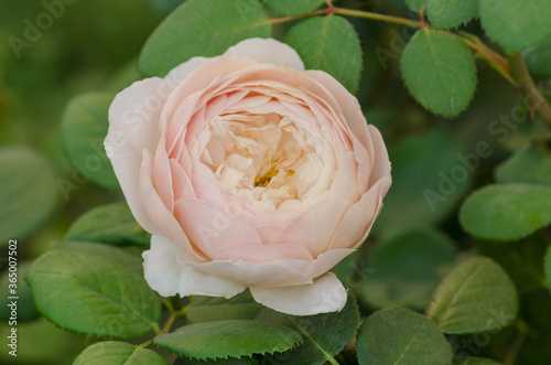White rose flowers Desdemona. White rose grows in a rose garden photo