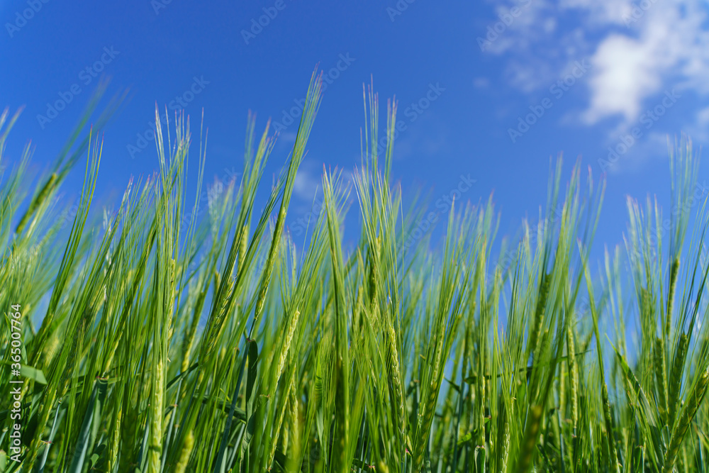 Fresh green barley field and blue cloudy sky. ideal for nature background