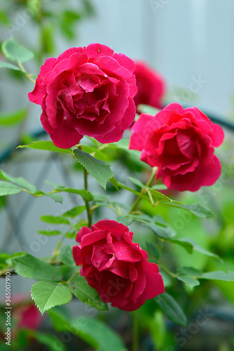 red rose in garden in summer