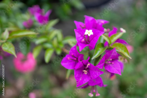 紫色のブーゲンビリア