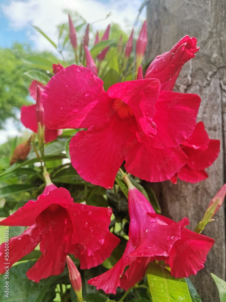 red hibiscus flower on wooden background red hibiscus flower on wooden background