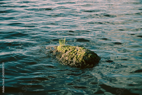 stone in the moss in the middle of the water