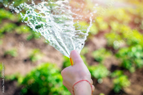 Selective focus. Close up view of a female hand holding a watering hose with water spray, watering garden beds, close-up, water splashes. Sunny fun day out of town or on a farm.