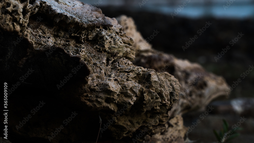 old tree bark