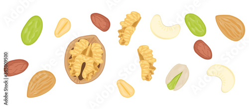 flat lay food illustration of mix nuts almond, cashew nut, peanut, pistachio, macadamia.