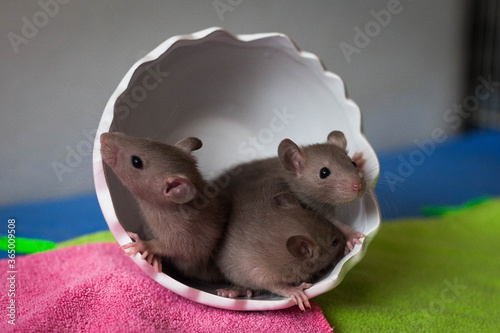 Small brown rat family in cup photo