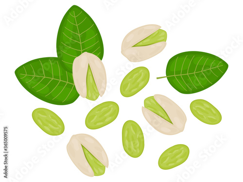 flat lay food illustration of pistachio nut seed top view