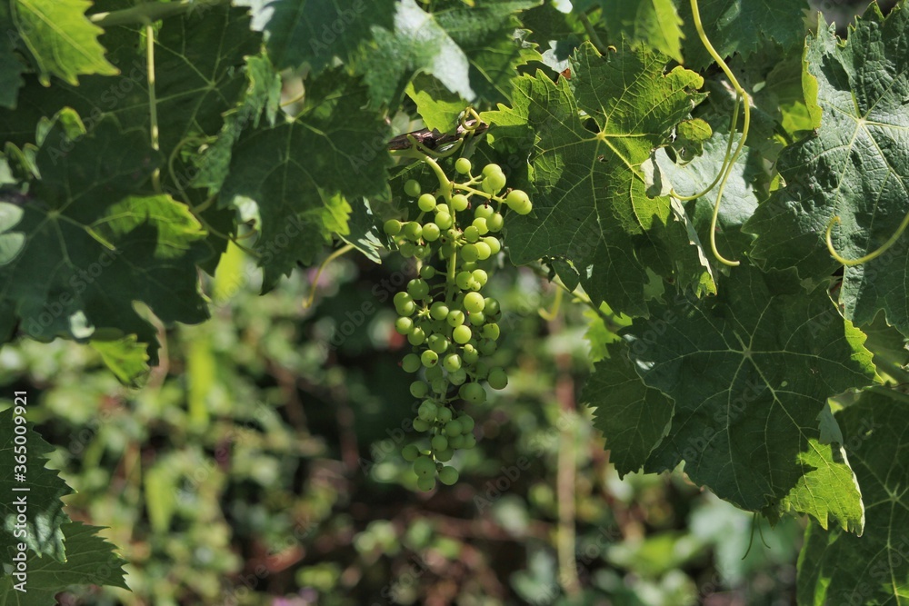 Baby grapes and green grape leaves, green grapes grow in the early