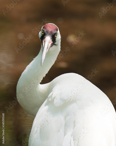 Whooping crane bird stock photos.  Endangered bird.  Head close-up. Blur background. Picture.  Image. Portrait.