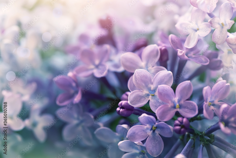 soft purple lilac flowers, cute nature background soft purple lilac flowers, cute nature background