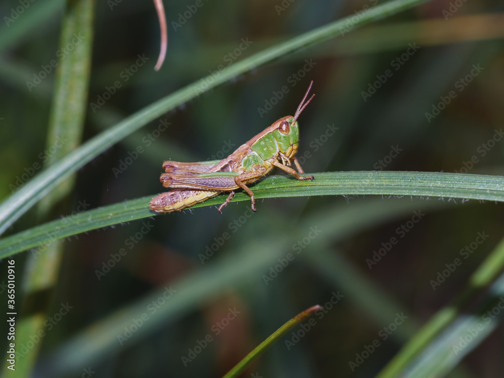 Close-up of common green grasshopper sitting on the blade of grass. Side view of Omocestus viridulus in green and light brown colors. Selective focus, blurred background. Close-up of common green grasshopper sitting on the blade of grass. Side view of Omocestus viridulus in green and light brown colors. Selective focus, blurred background.