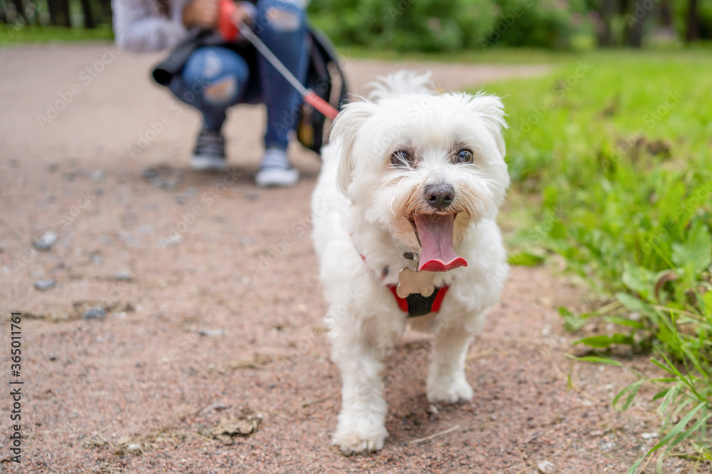 white maltese silky terrier walks with a mistress on a leash