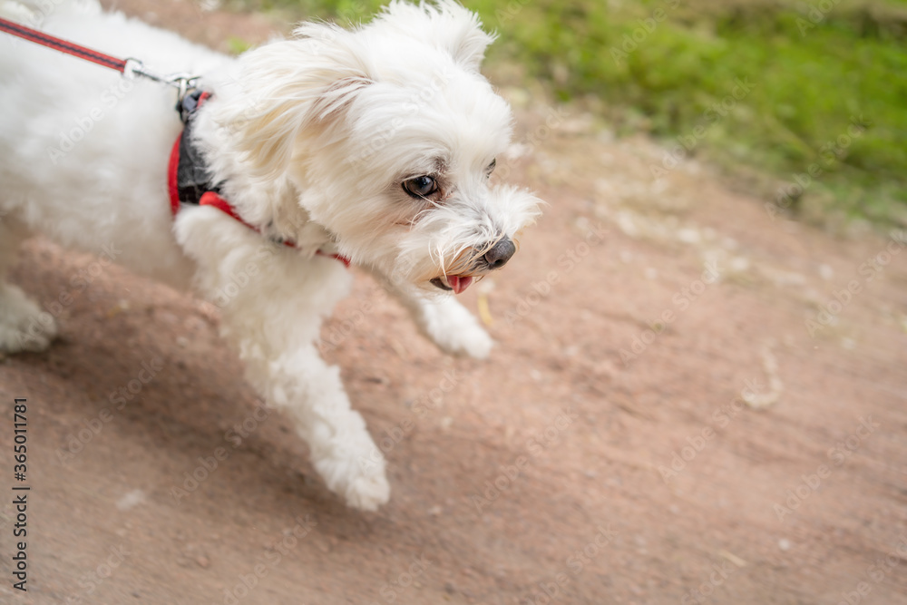 white maltese terrier walks merrily runs paws forward
