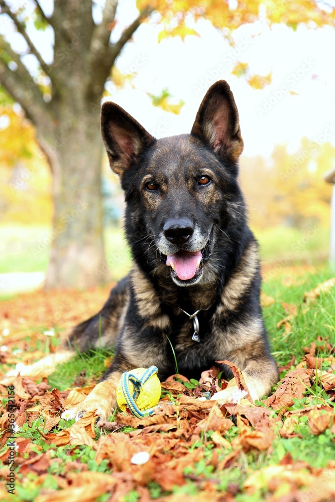 Deutscher Schäferhund im Herbst gelbe Blätter Wald Porträt Herbstblätter, Bäume