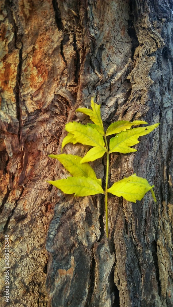 bark of a tree And leaf 