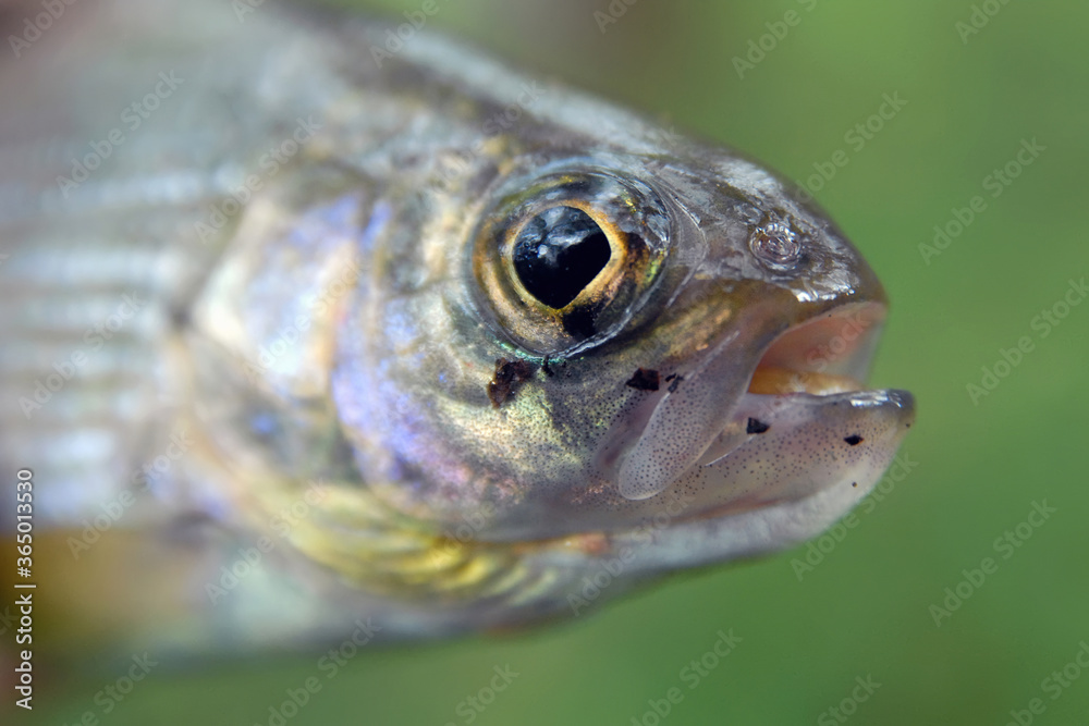 Grayling (Thymallus). Primorsky Krai (Primorye), Far East, Russia. Grayling (Thymallus). Primorsky Krai (Primorye), Far East, Russia.