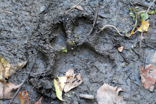Amur tiger footprint. Primorsky Krai (Primorye), Far East, Russia.