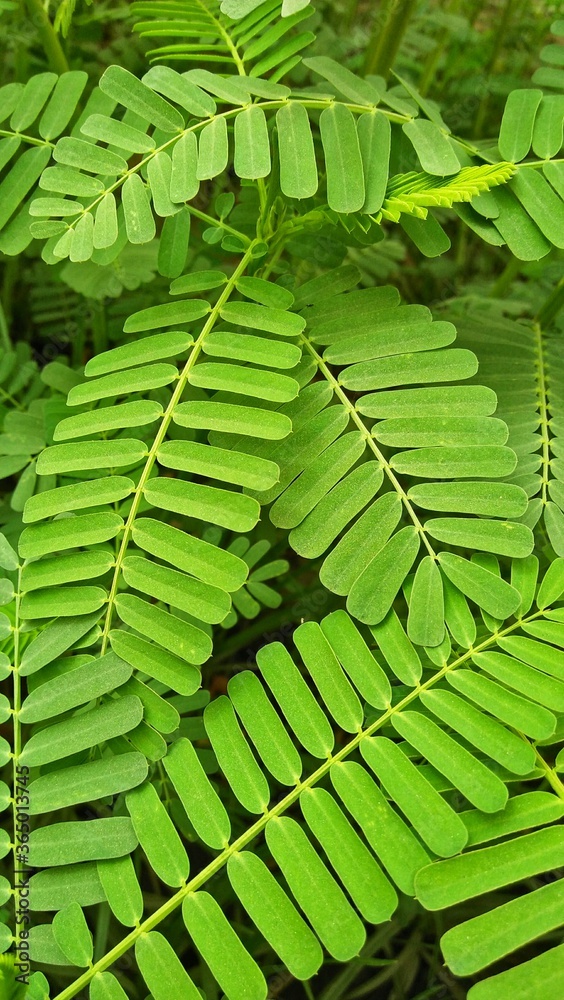 green fern leaves green fern leaves