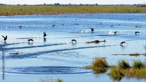 Quadro su tela Eurasian coot (Fulica atra, also known as the common coot) run on water