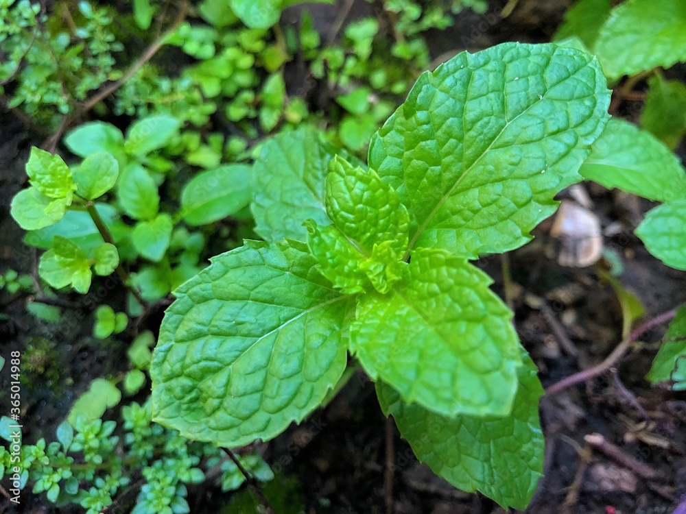 Kitchen mint background and close up