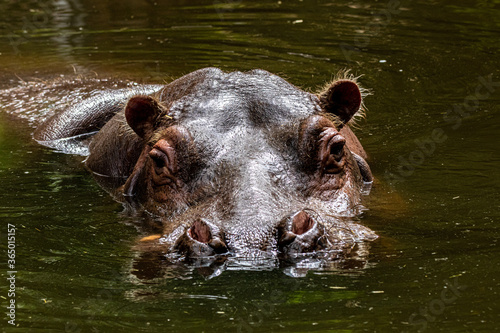 HIPPO SWIMING IN A RIVER
