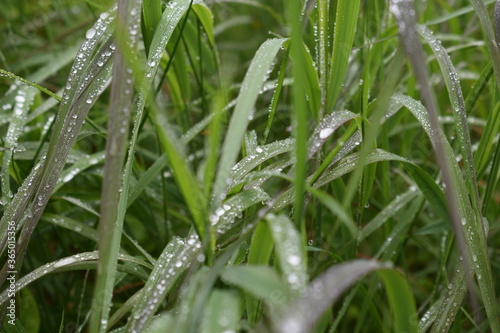 Dew drops on grass