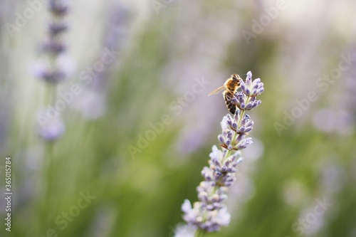 Honey bee on lavender flower © Chalabala