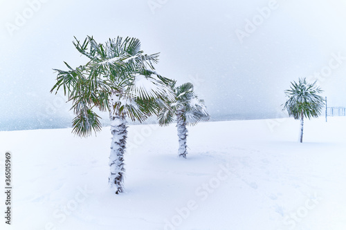 Картината върху платно Tropical evergreen palm trees covered white snow stands in a snowdrift in a blizzard