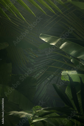 Fototapeta Naklejka Na Ścianę i Meble -  fragment view of nice mist green tropical jungle