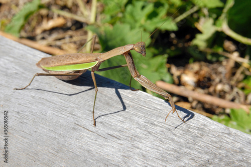 European mantis (Mantis religiosa). Dalnevostochny Morskoy Nature Reserve, Primorsky Krai (Primorye), Far East, Russia.