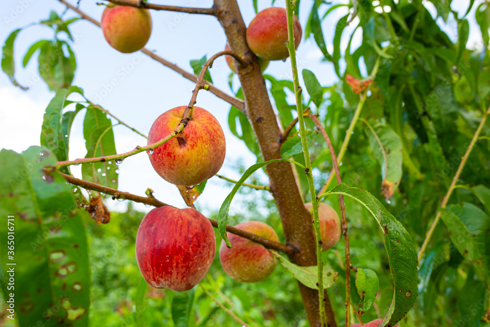 Close-up, branch of a tree peach with ripe red juicy fruits in a green garden. Summer vitamins Close-up, branch of a tree peach with ripe red juicy fruits in a green garden. Summer vitamins