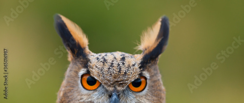 Foto EURASIAN EAGLE OWL - BUHO REAL (Bubo bubo)