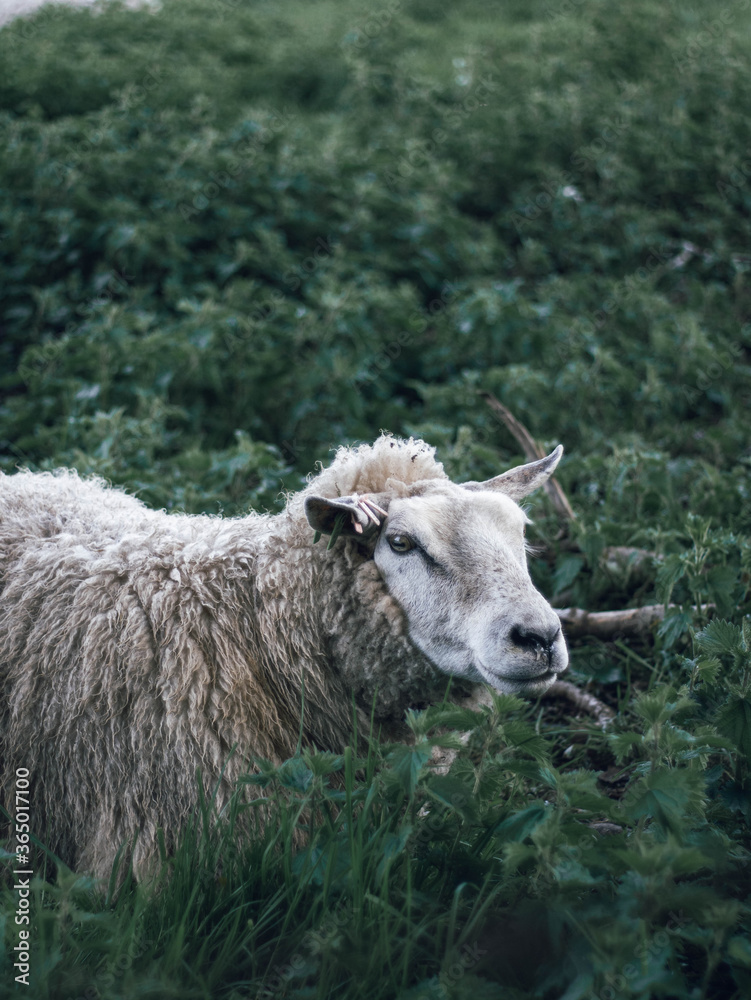 Obraz premium A sheep in portrait