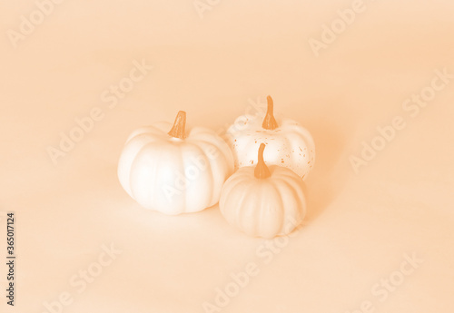 Orange color over pumpkins for fall season and Thanksgiving holiday.