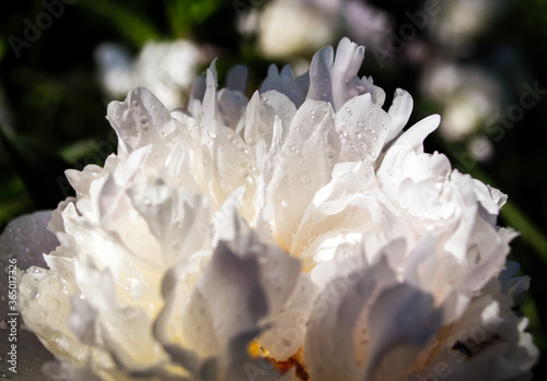 white peony flower with dew drops after rain
