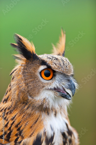 EURASIAN EAGLE OWL - BUHO REAL  Bubo bubo 