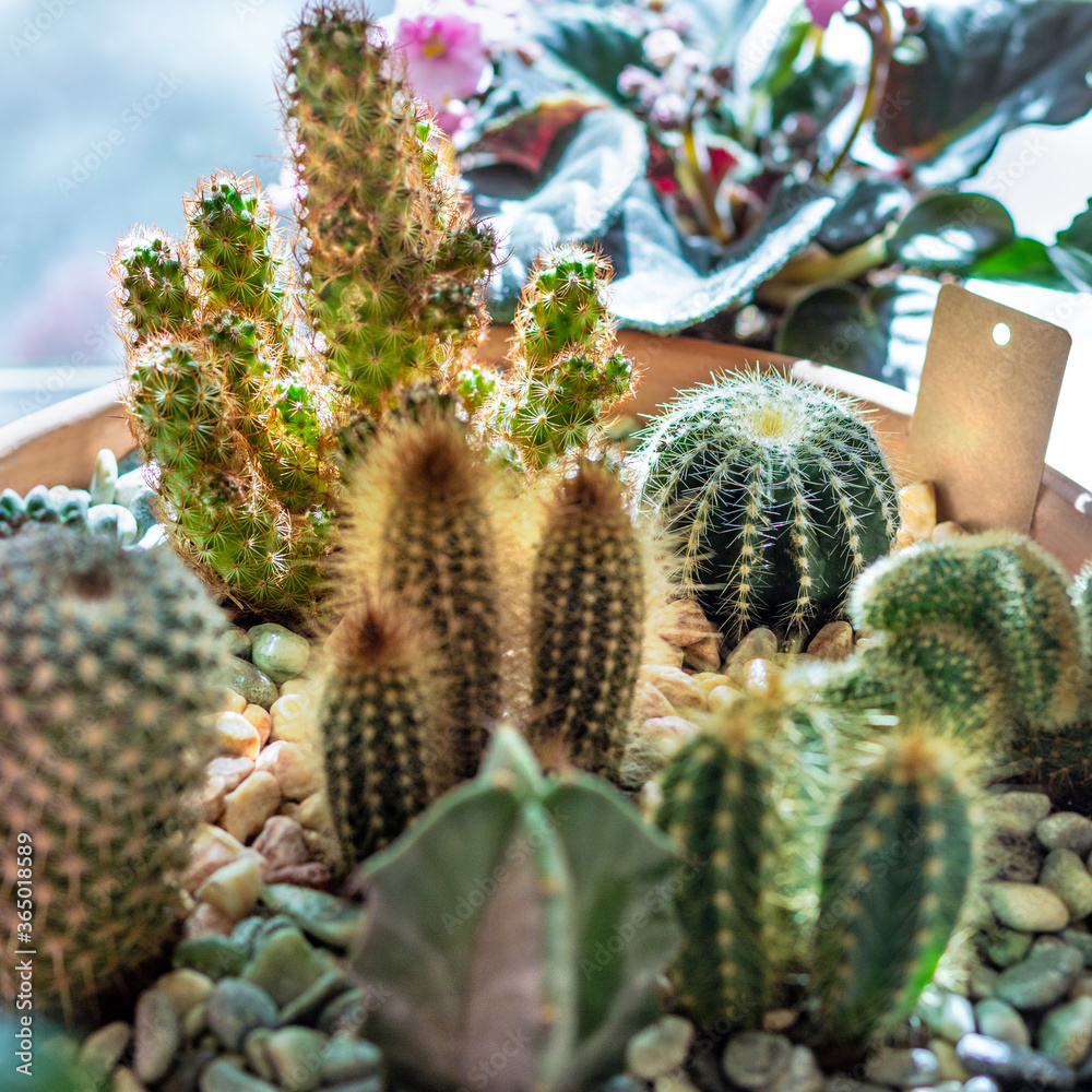 Beautiful terrarium cactus close up Beautiful terrarium cactus close up