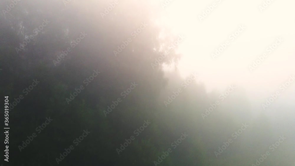 flying over a birch grove in a thick morning fog. flying over a birch grove in a thick morning fog.