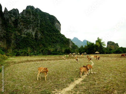 The farmland in countryside of Vang Vieng, LAOS
