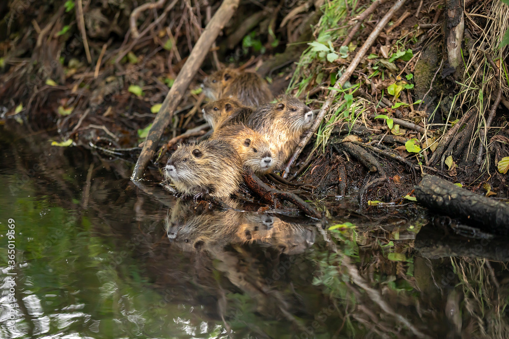 Beaver family on the bank of the river Beaver family on the bank of the river