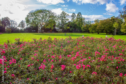 Foto Fantastic rose bushes bloom on October 27 in Dusseldorf in Germany in the Nord p