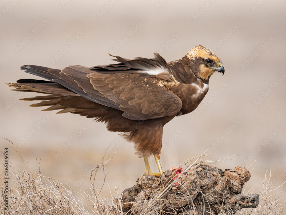 Fototapeta premium Aguilucho lagunero occidental (Circus aeruginosus)