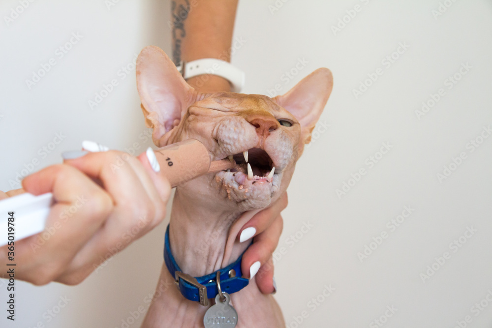 Forced feeding of a Sphinx cat