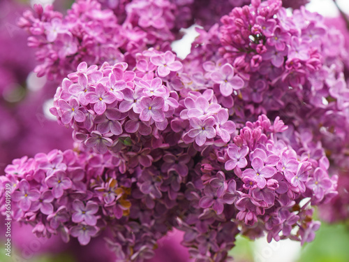 Photography of the beutiful purple lilac bush in bloom. Concept of the bright beauty in nature. Natural background. A lot of small flowers.